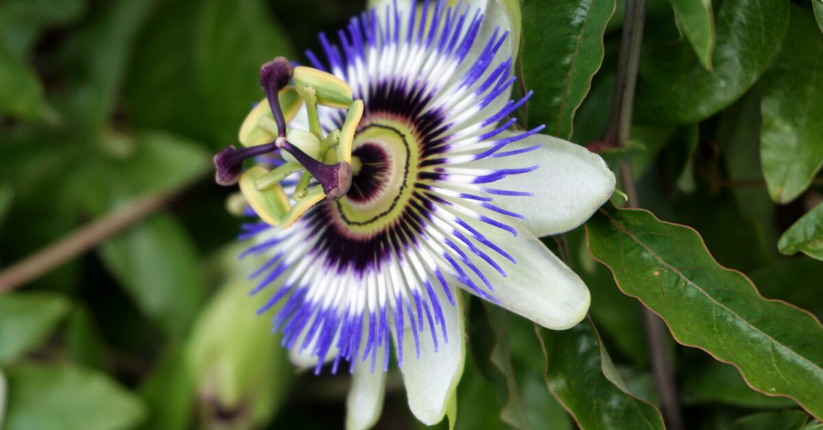 Passionflower Tea Recipe