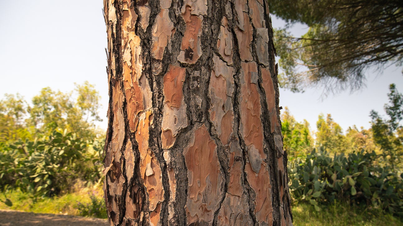 Pine Bark Extract Might Helps Tinnitus